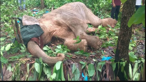 हरिद्वार वन प्रभाग में चार दिन में दो हाथियों की मौत